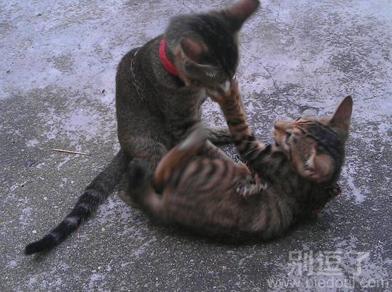 两只打架的小猫。