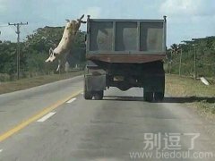 一个越狱的二师兄。 一个越狱的二师兄。