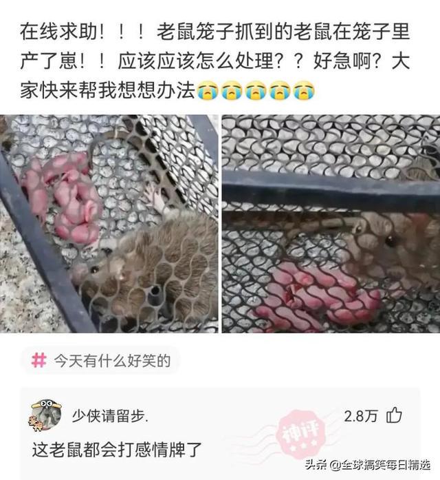 神回复：我已经升级了，你没跟上我的步伐