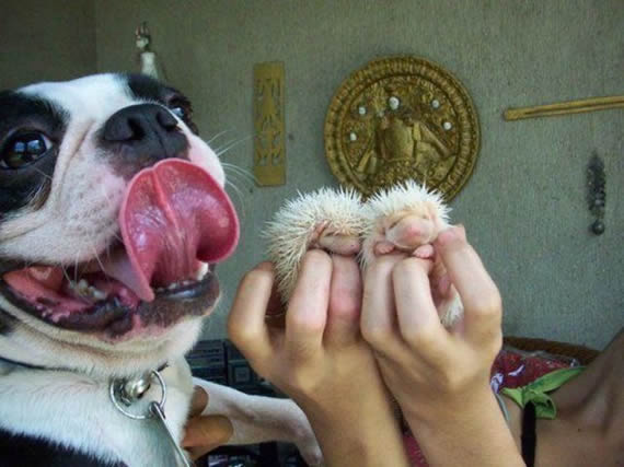 狗狗图片之小狗的童趣世界