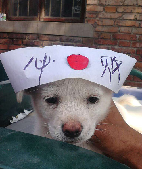 动物爆笑趣图多又多,狗狗也抗日。