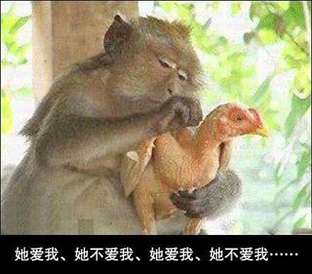 动物爆笑趣图多又多,狗狗也抗日。