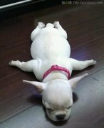 可爱的小狗要展翅高飞了。看灰机