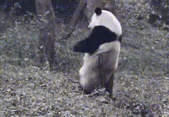 熊猫也会跳钢管舞了？