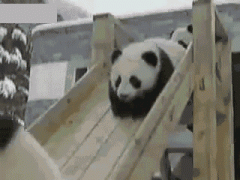 生来只需卖萌就可以的生物