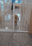 这苗条的小身材