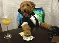 不差钱的汪星人。 不差钱的汪星人。