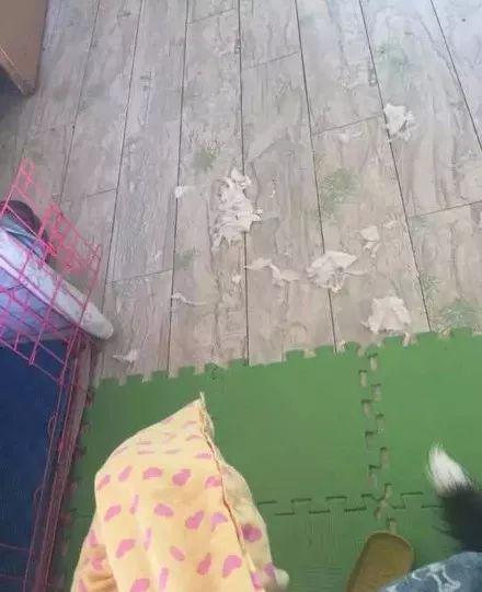 女友买了只二哈,说是长得特漂亮,结果我一看..笑疯了! 女友买了只二哈,说是长得特漂亮,结果我一看..笑疯了!