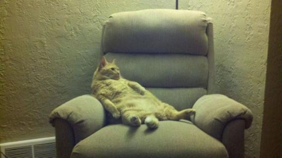 再人类的地球上,猫咪是这样活着的。