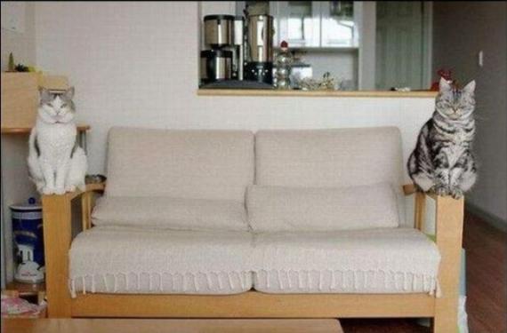 再人类的地球上,猫咪是这样活着的。