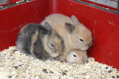 动物叠罗汉图片,有惊无险啊！