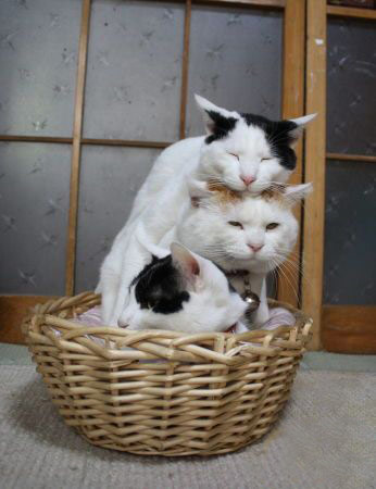 动物叠罗汉图片,有惊无险啊！