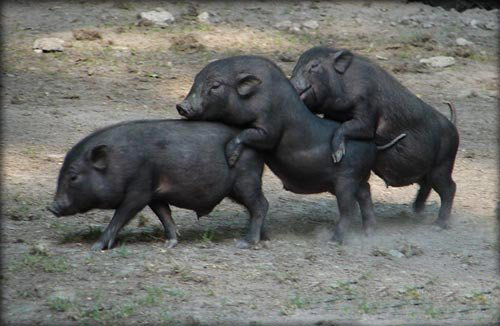 动物叠罗汉图片,有惊无险啊！