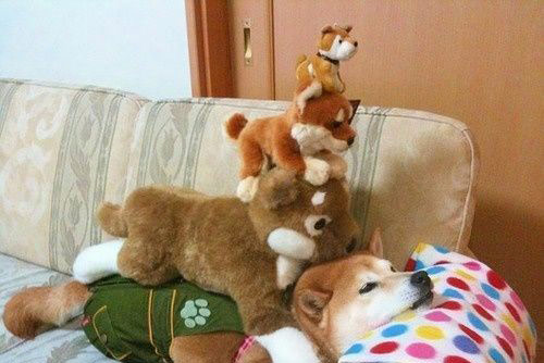 动物叠罗汉图片,有惊无险啊！