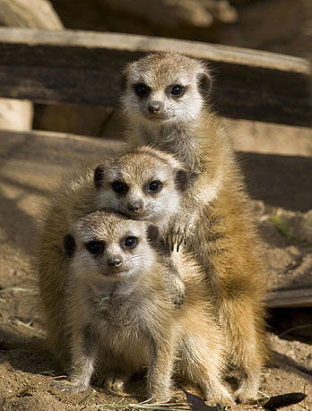 动物叠罗汉图片,有惊无险啊！