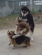 动物叠罗汉图片,有惊无险啊！