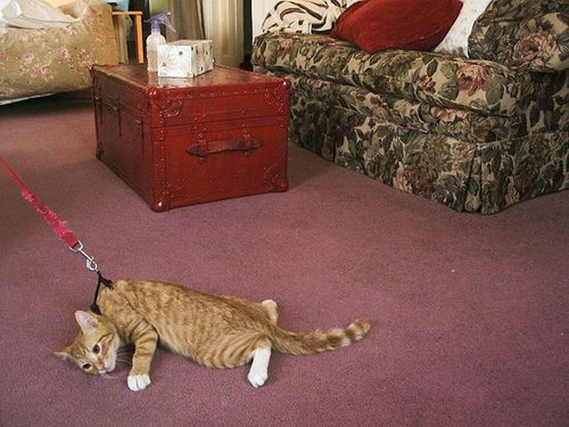 成双成对的动物囧图