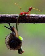 成双成对的动物囧图