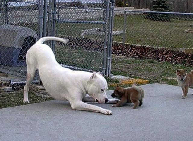 成双成对的动物囧图