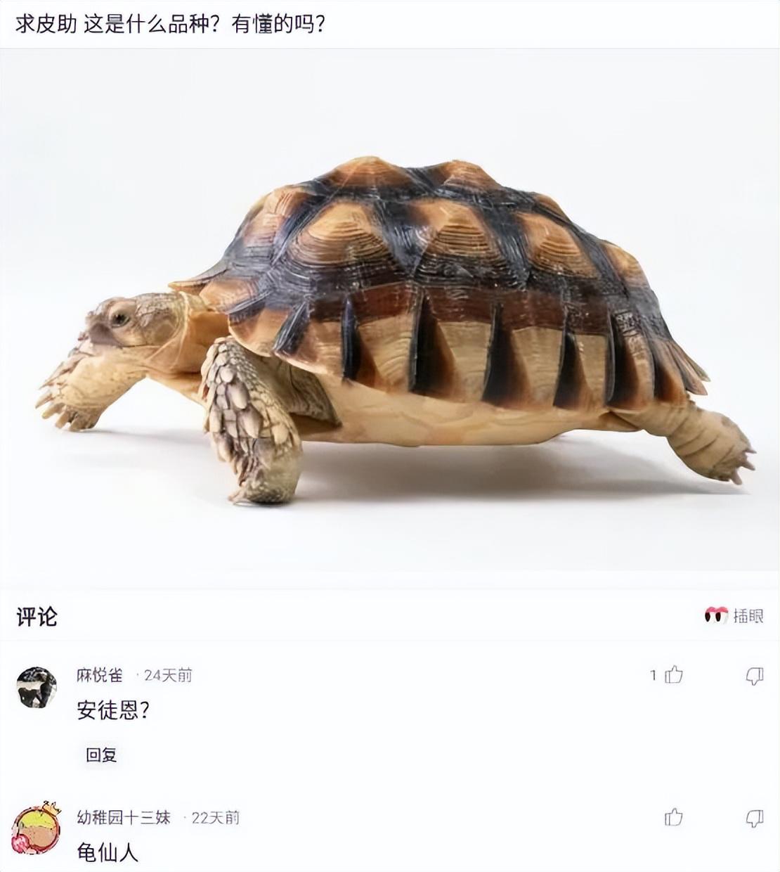 奶奶家的这只鸡指定是混了什么别的血统 奶奶家的这只鸡指定是混了什么别的血统