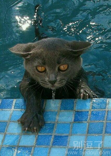 一只愤恨的小猫。 一只愤恨的小猫。