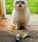 一只厉害的小猫。