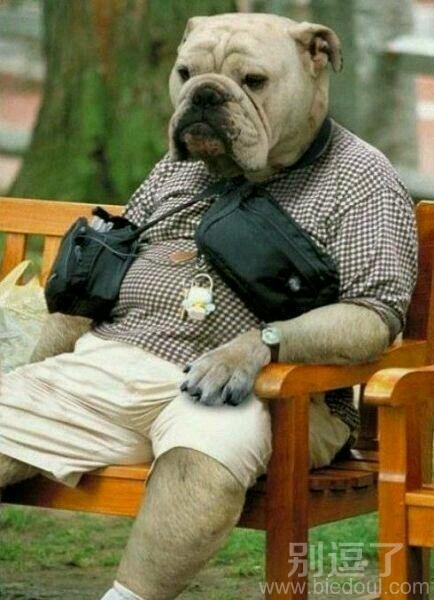 一只装逼的小狗。 一只装逼的小狗。