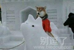 拍照就快点，整死本汪了
