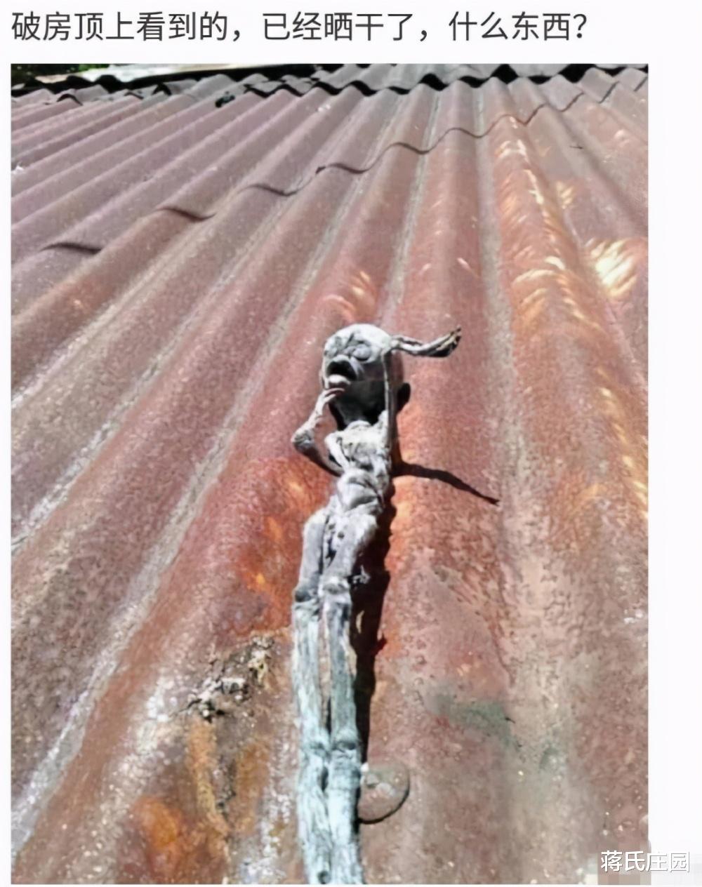“在破房顶上面看到的,已经晒干了!” “在破房顶上面看到的,已经晒干了!”
