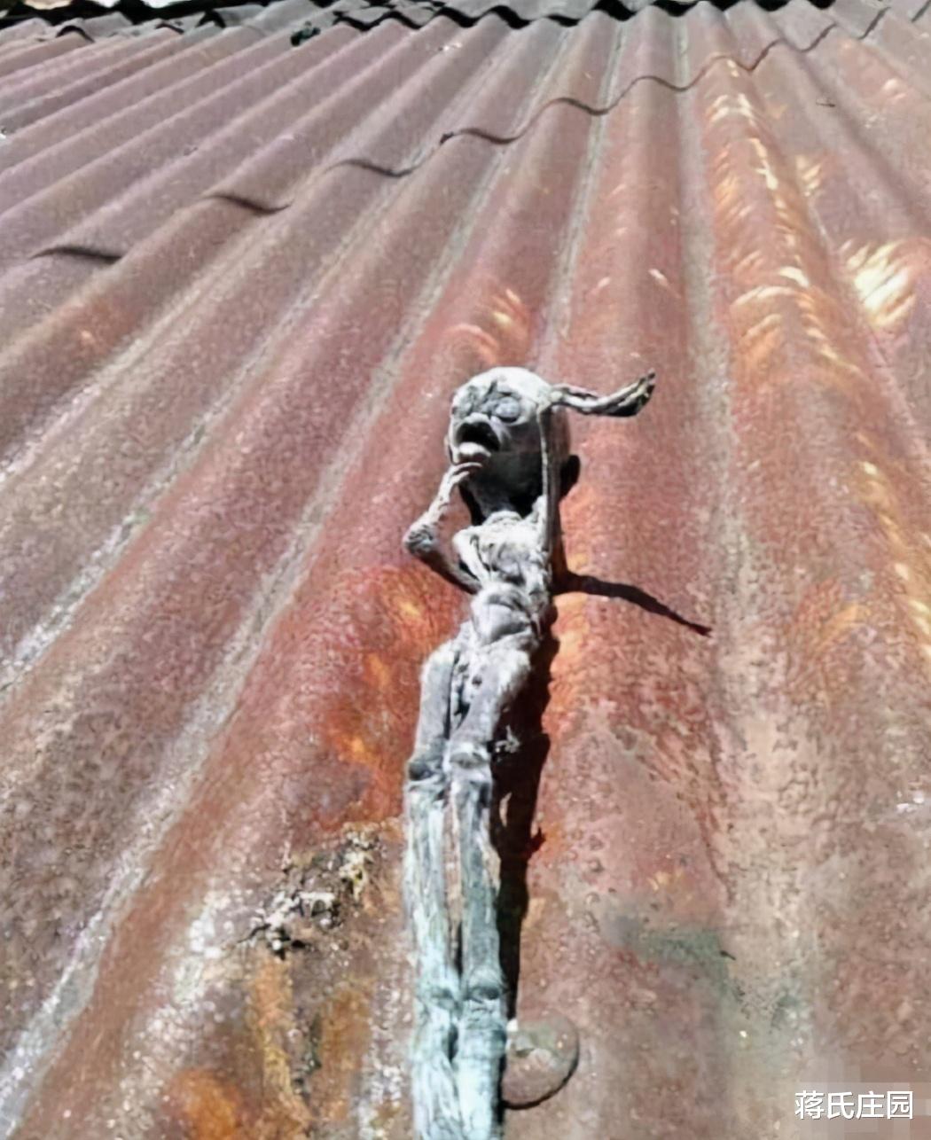 “在破房顶上面看到的，已经晒干了！”