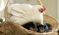 孵蛋孵出了两只狗