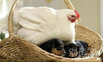 孵蛋孵出了两只狗