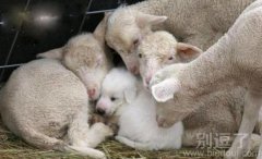 看清楚了，它不是羊，是只狗狗