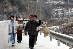 辛苦了一年，连狗狗都要回老家过年