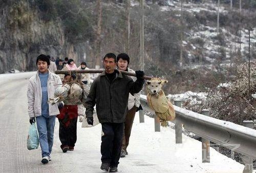 辛苦了一年,连狗狗都要回老家过年 辛苦了一年,连狗狗都要回老家过年