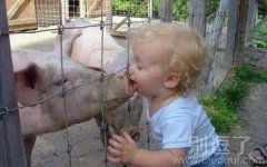 初吻就这样献给了猪 初吻就这样献给了猪