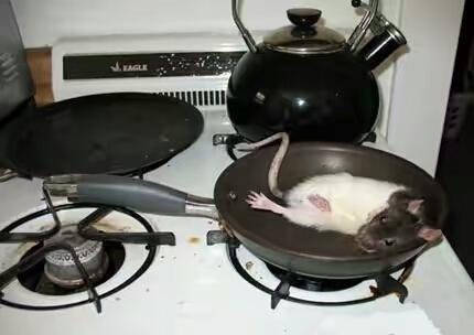 好自觉的老鼠。。 好自觉的老鼠。。