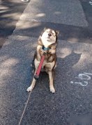 汪星人又顽皮了，我就是不走，你能把我怎么样