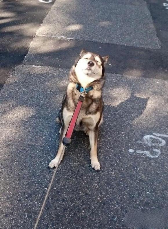 汪星人又顽皮了,我就是不走,你能把我怎么样 汪星人又顽皮了,我就是不走,你能把我怎么样