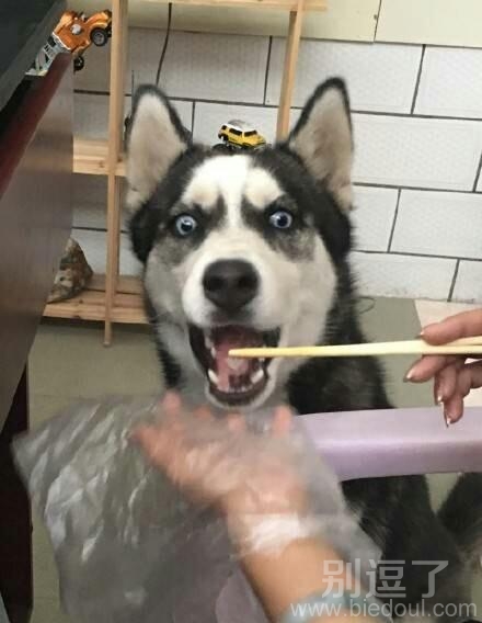 二哈的表情