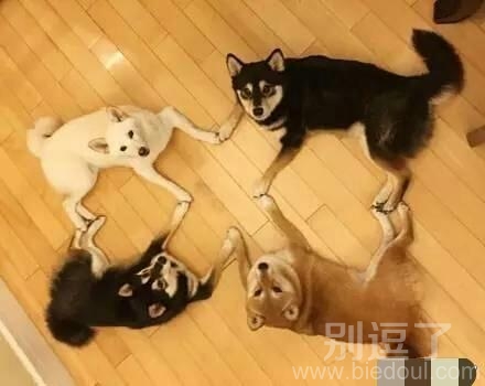 二哈也是可以很萌 二哈也是可以很萌