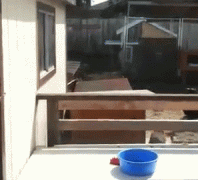 为了吃一口也是蛮拼的
