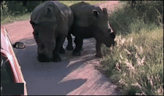 快走，快走，车子爆胎了