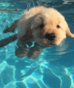 狗狗一脸的忧国忧民 狗狗一脸的忧国忧民