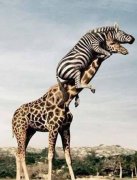 站得高才能望得远 站得高才能望得远