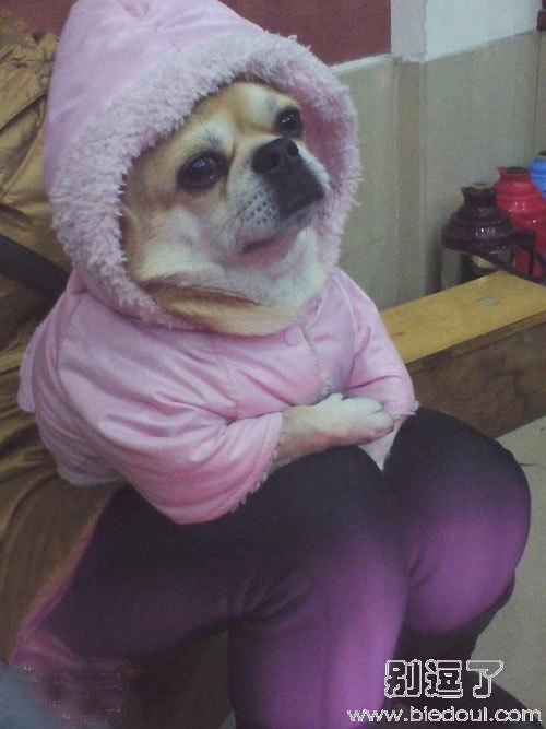 天冷了，狗狗也该穿衣服了