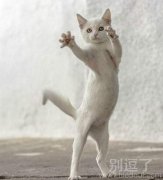 颤抖吧人类