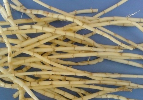 搞笑有趣的植物图片系列