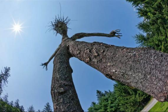 搞笑有趣的植物图片系列