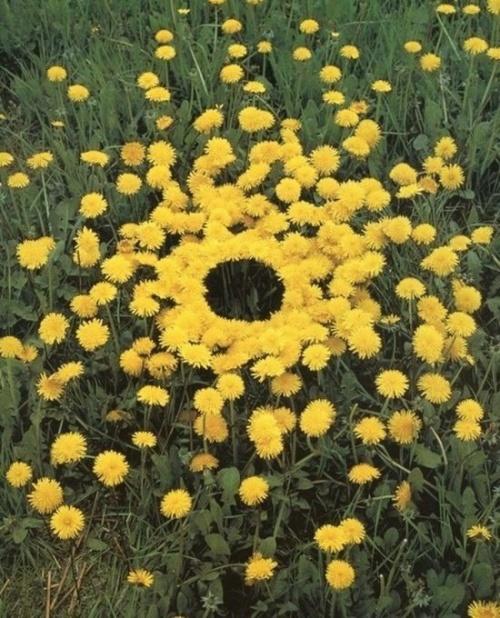 搞笑有趣的植物图片系列